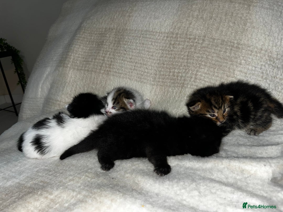 Mixed Breed cats for sale: 4 male kittens ready around 16/10!! - Image 9