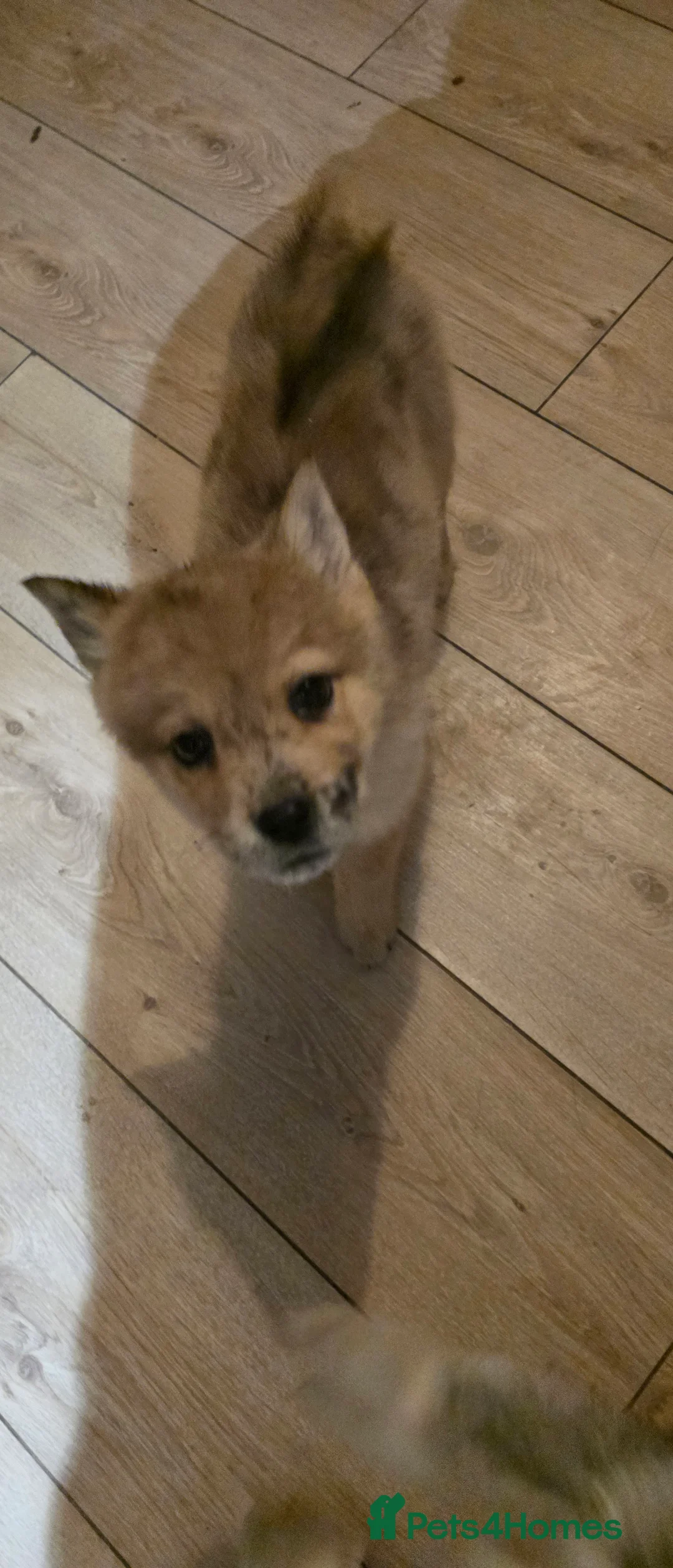 Mixed Breed dogs for sale: Adorable Merle Chowski's for sale  - Advert 3