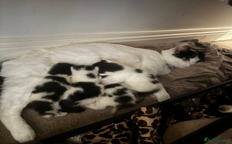 Mixed Breed cats Beautiful Black & White Kittens - Advert 3