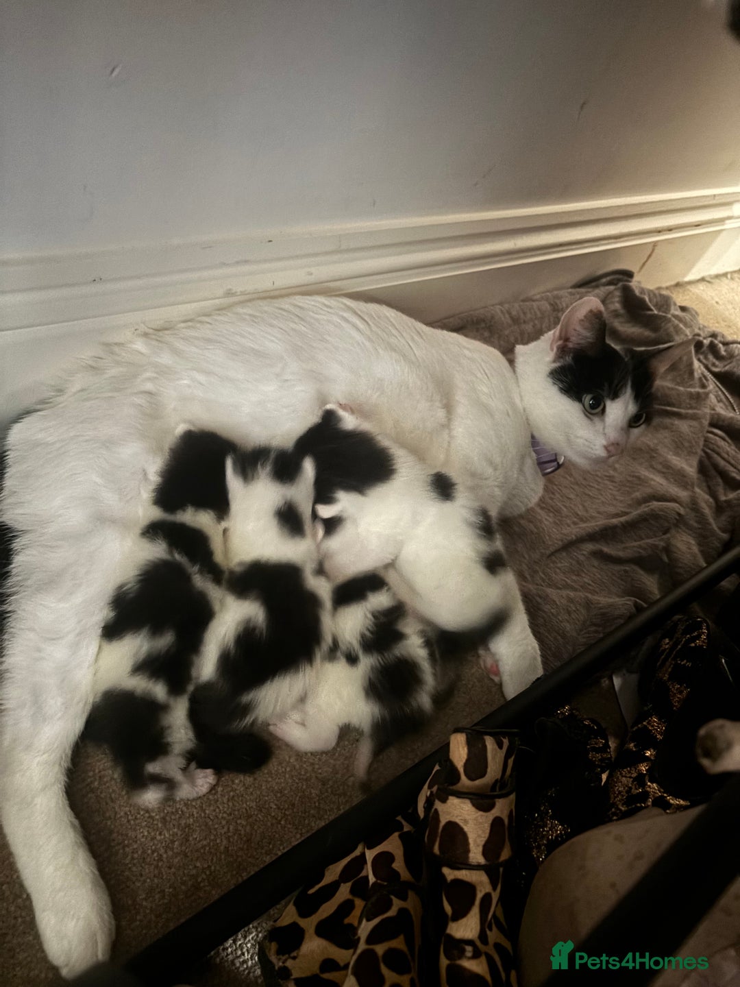 Mixed Breed cats for sale: Beautiful Black & White Kittens - Advert 1