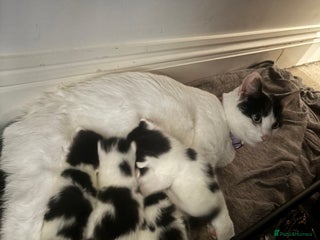 Mixed Breed cats Beautiful Black & White Kittens - Advert 11