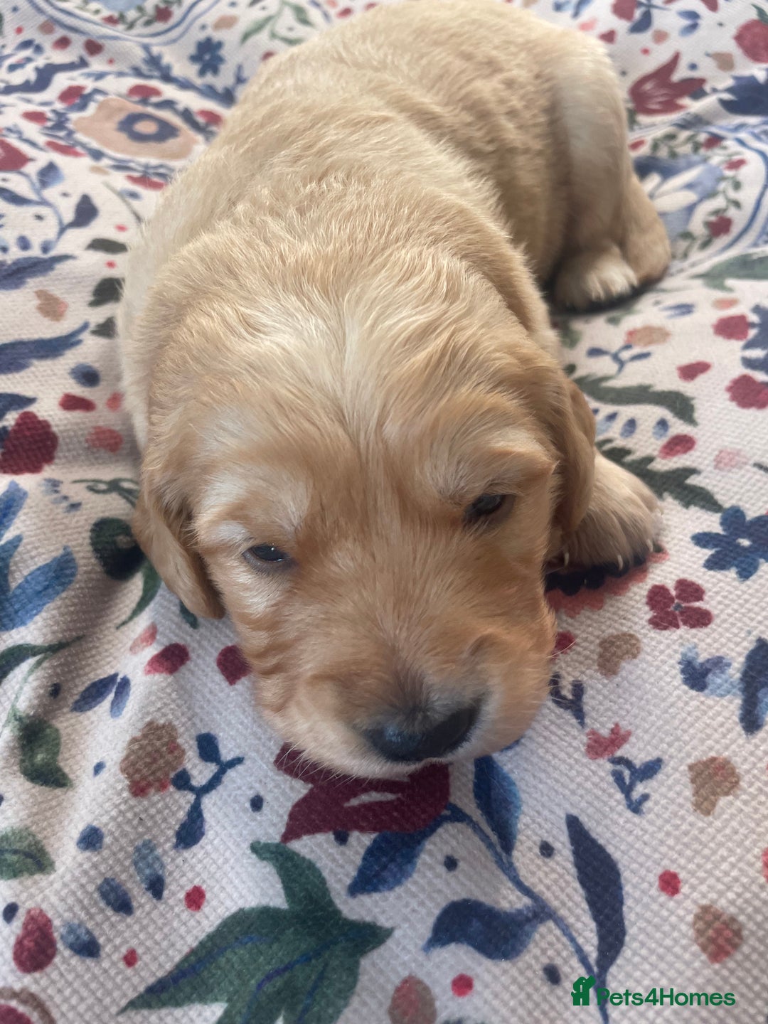 Golden Retriever dogs for sale: Working Golden Retriever Puppies  - Image 17