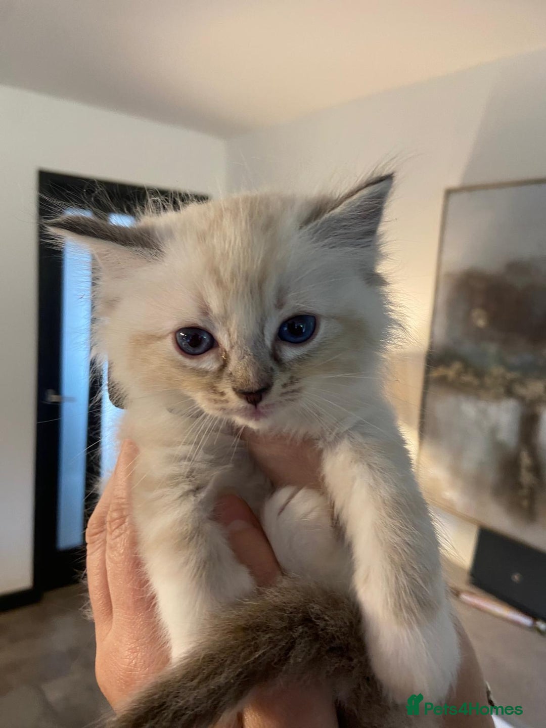 Ragdoll cats for sale: Ragdolls kittens  - Image 4