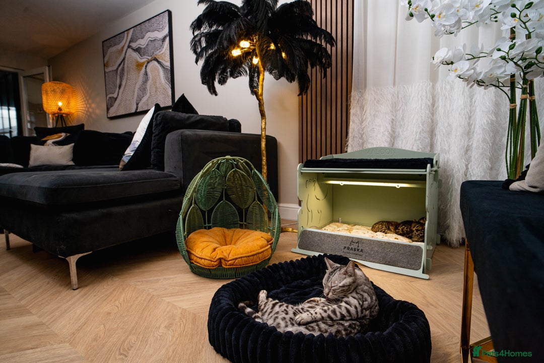Bengal cats for sale: BABETTE-LAST available girl from the litter-TICA  - Image 22