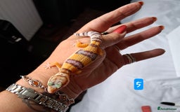 Gecko reptiles for sale: Leopard gecko babies - Image 3