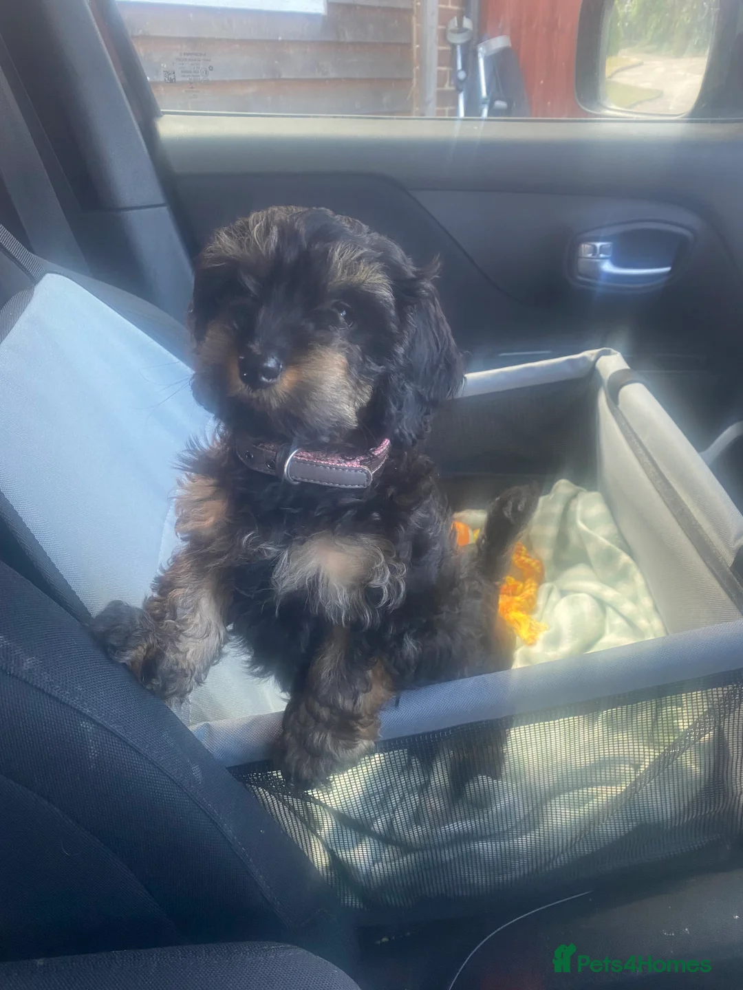 Cavapoo dogs for sale: Perfect Toy Cavapoo  - Advert 2