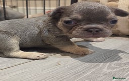 French Bulldog dogs for sale: Isabella & lilac & tan chunky frenchies - Advert 5