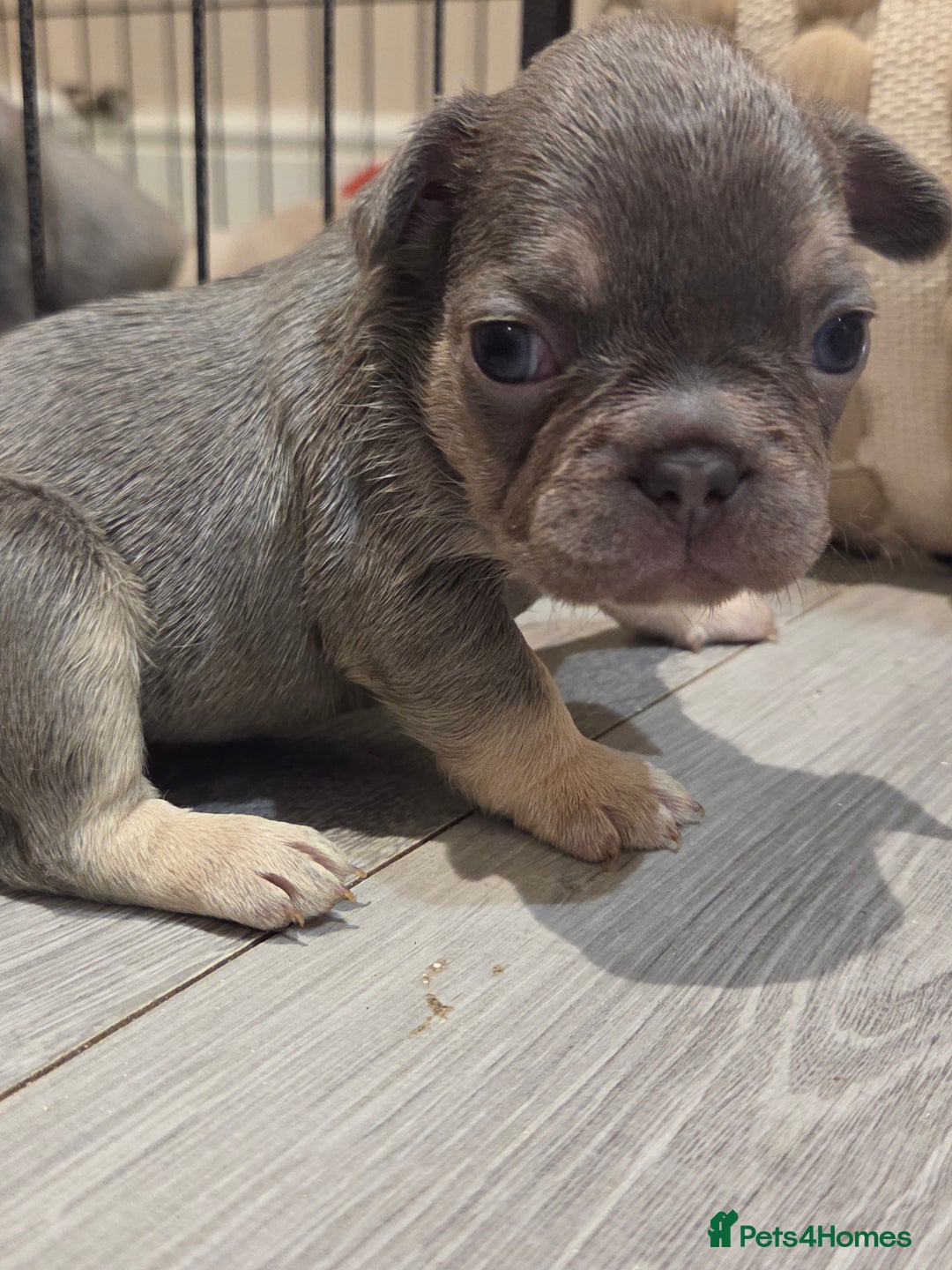 French Bulldog dogs for sale: Isabella & lilac & tan chunky frenchies - Advert 5