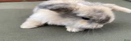 Mini Lop rabbits for sale: STUNNING PURE BRED MINI LOPS MUST SEE - Advert 31