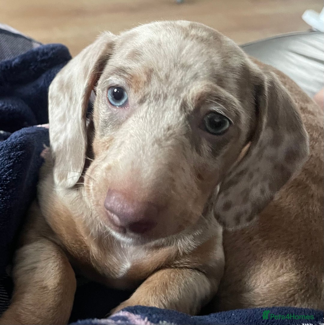 Miniature Dachshund dogs for sale: 2 x Miniature dachshund  - Image 8