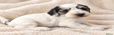 Cockapoo 7