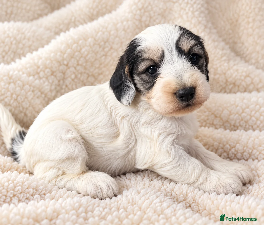 Cockapoo dogs for sale: Cockapoo puppies in Fareham - Advert 2