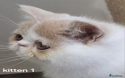 Exotic cats for sale: Registered Brothers  - Image 11