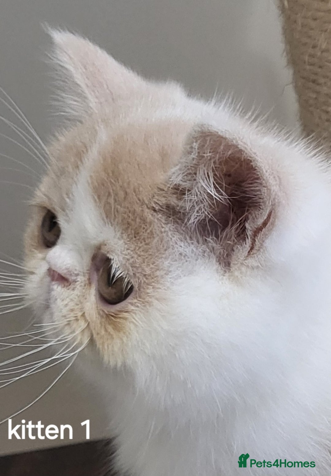 Exotic cats for sale: Registered Brothers  - Image 11