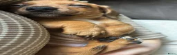 Miniature Dachshund dogs for sale: miniature dachshund pups 1 male and 1 female in Perth - Advert 6