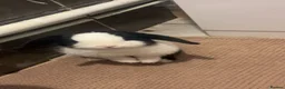 Mini Lop rabbits for sale: Looking for a new home for my beautiful girl  in Pontypool - Advert 5