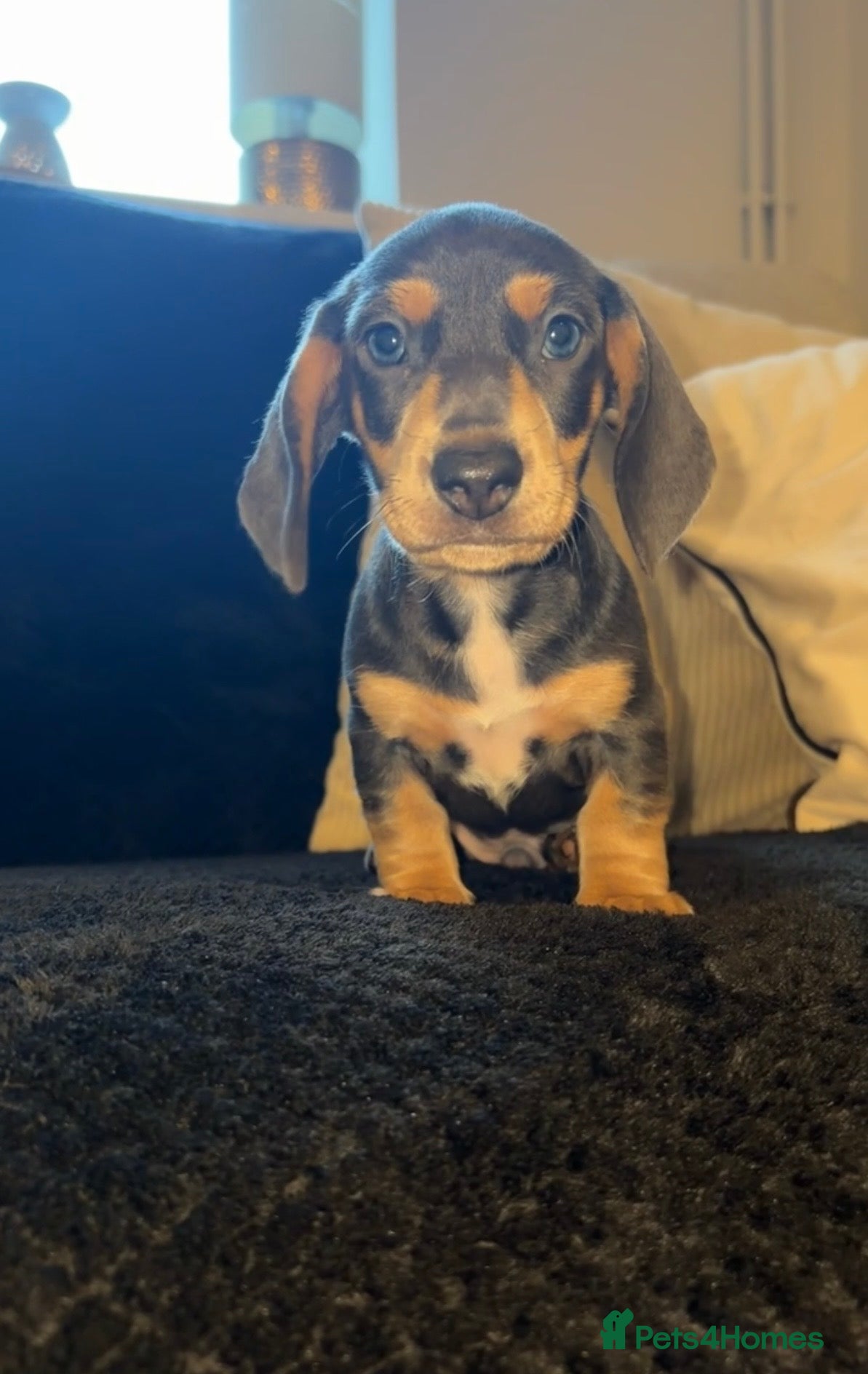Miniature Dachshund dogs black/tan girl, blue/tan boy🤍 - Advert 17