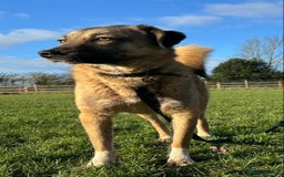 Mixed Breed dogs for adoption: Levi - Norwich Norfolk  - Image 6