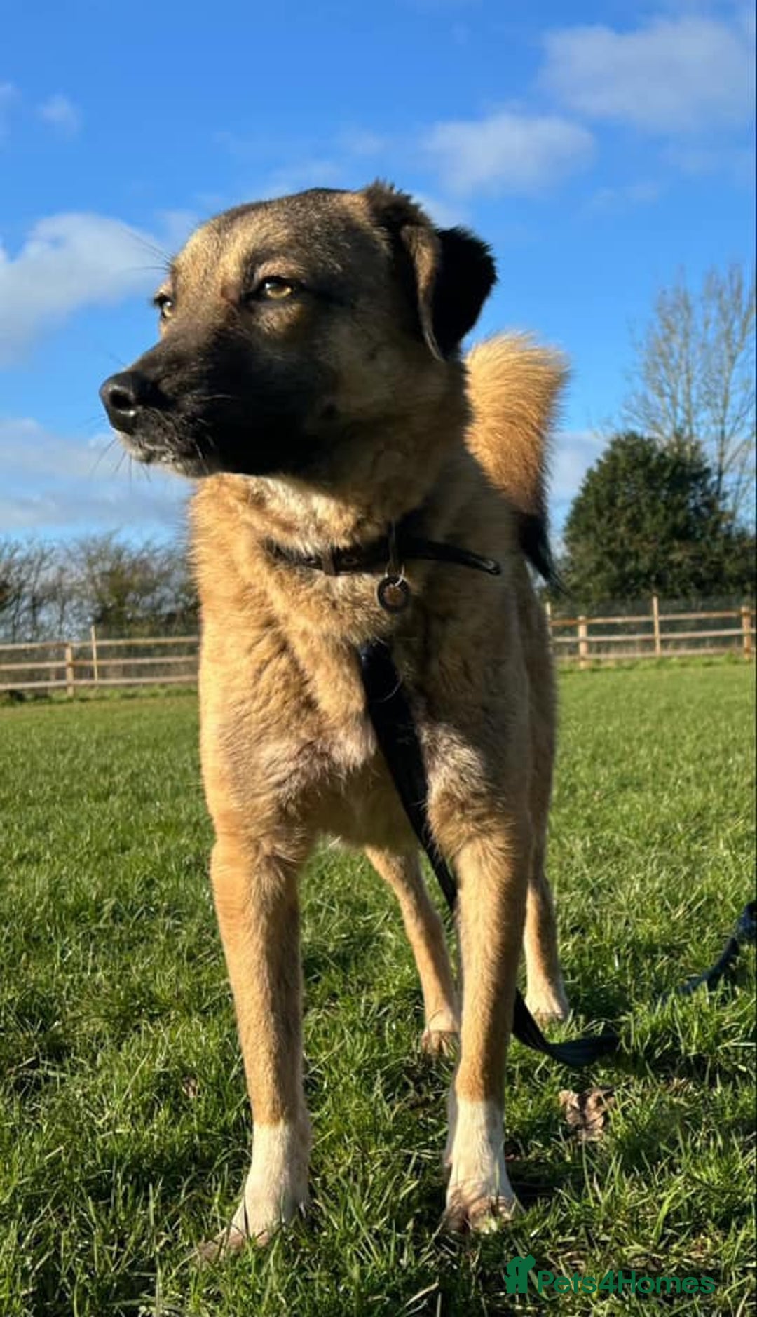 Mixed Breed dogs for adoption: Levi - Norwich Norfolk  - Image 6