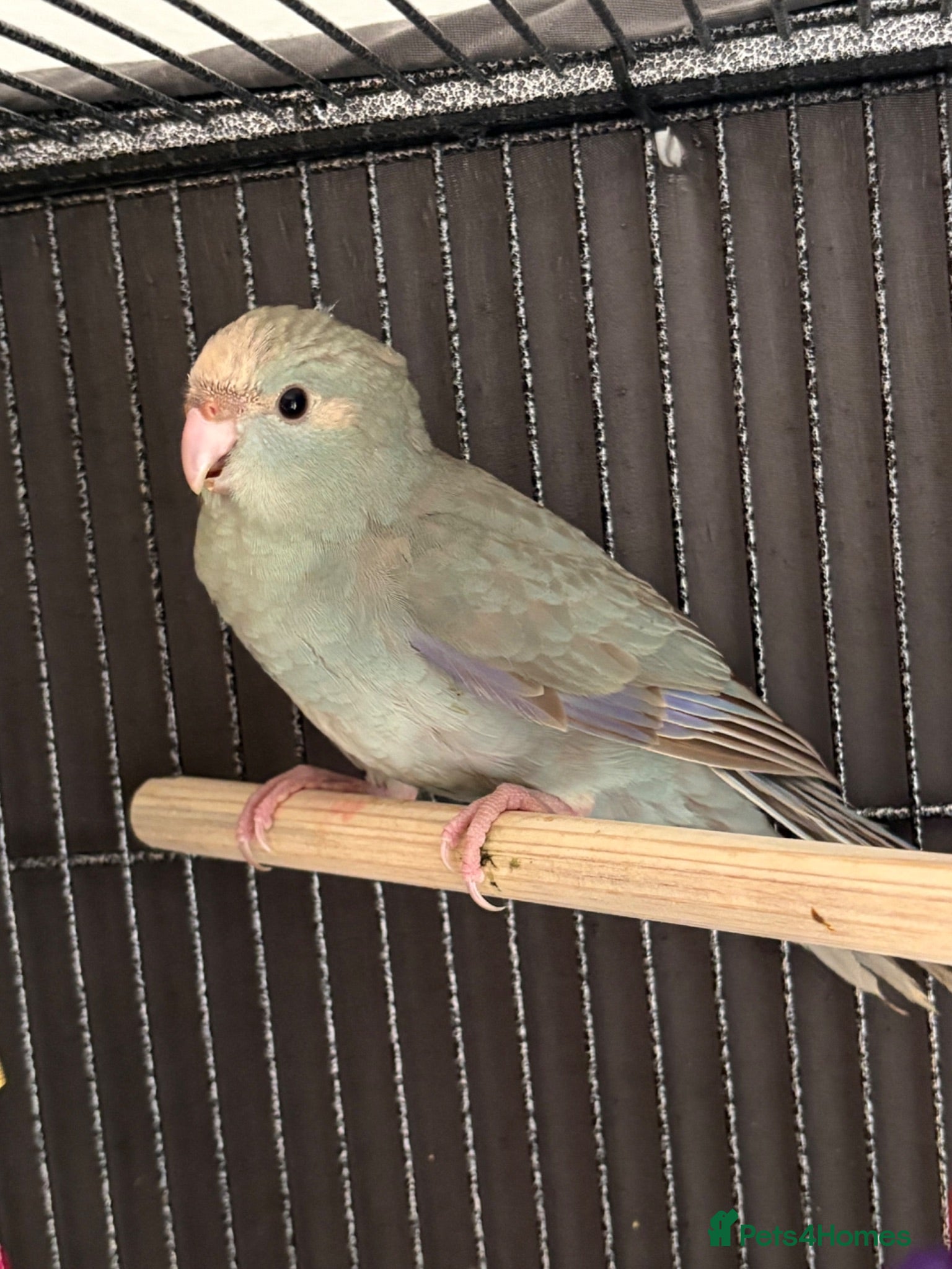 Parakeets birds Kakarikis ready for homes in 2 weeks !!   - Advert 2