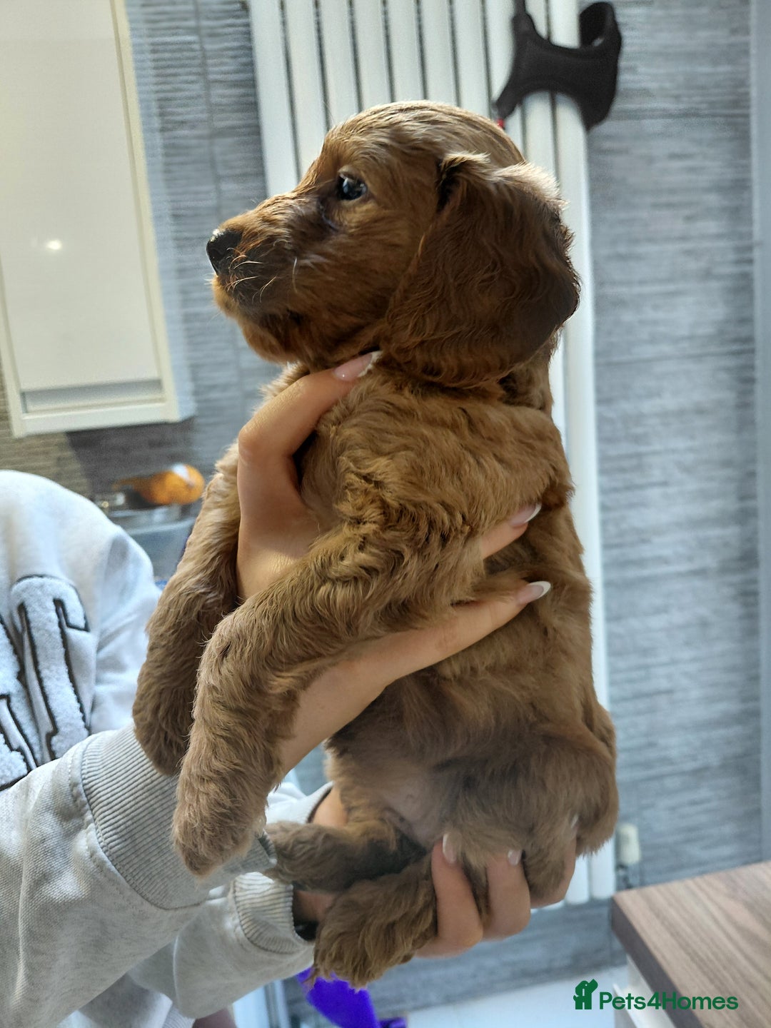 Cockapoo dogs for sale: F2 Cockapoo - Advert 8