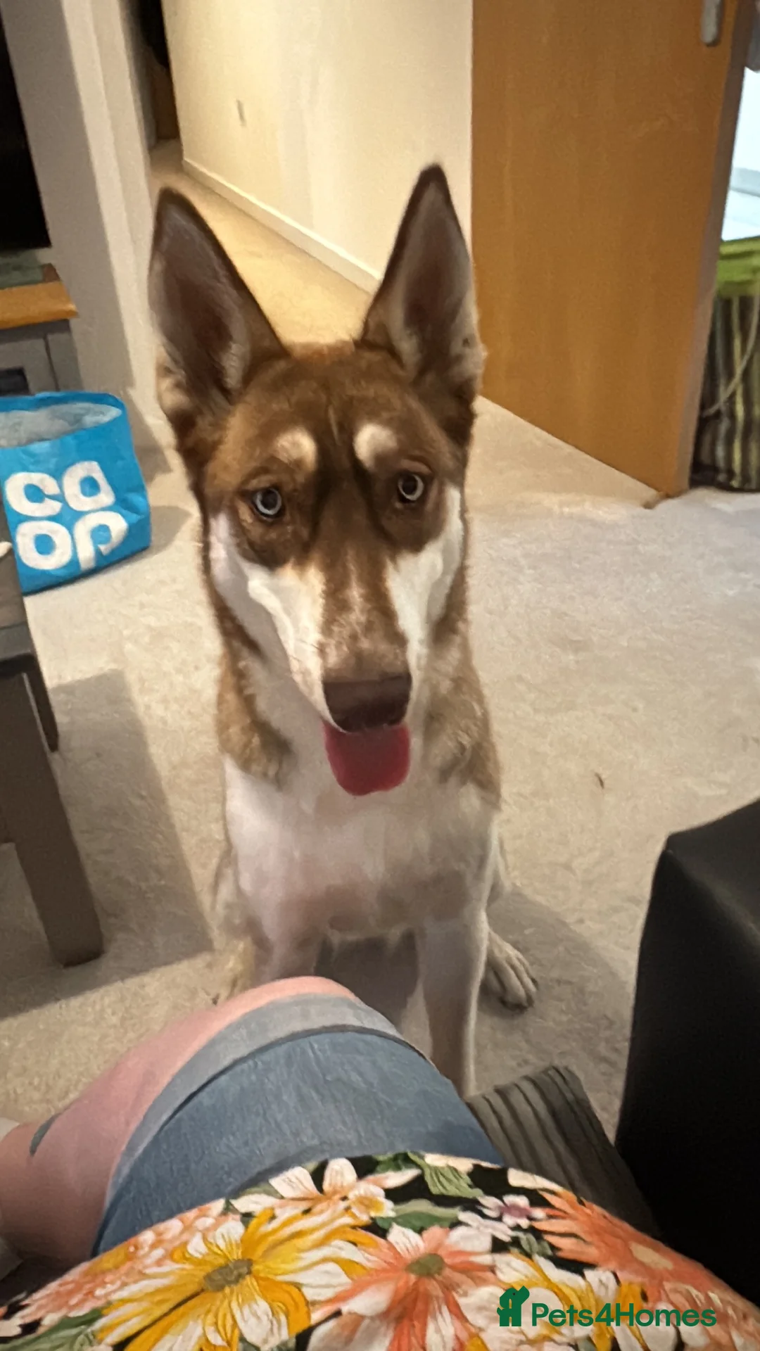 Shepsky dogs for sale: German Shepherd X Husky in Peterborough - Advert 1