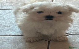 Maltese dogs for sale: Kc registered Maltese boys - Image 4