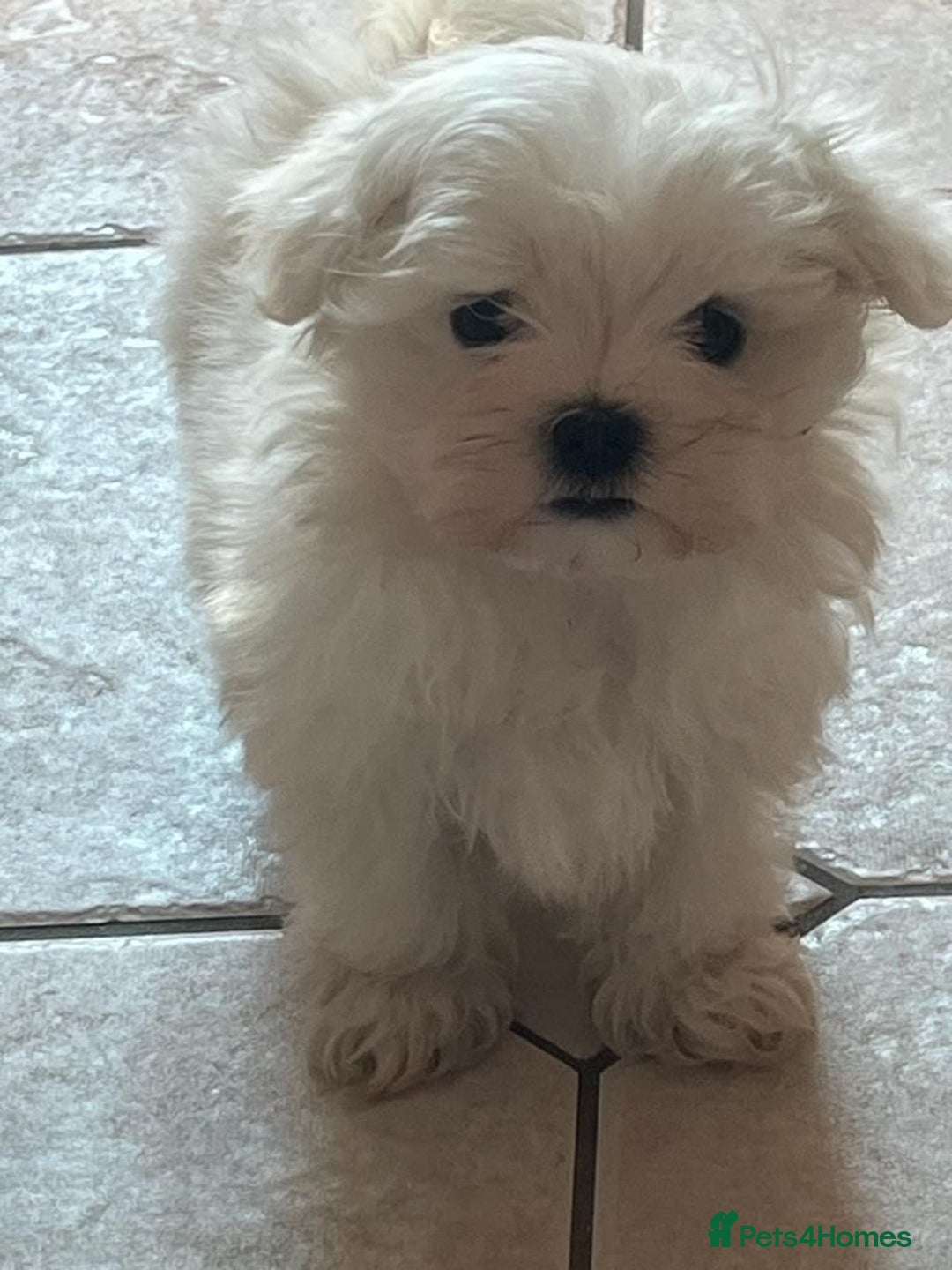 Maltese dogs for sale: Kc registered Maltese boys - Image 4