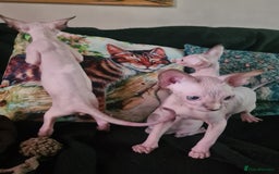 Sphynx cats for sale: Blue eyed Canadian Sphyn Kittens - Image 4