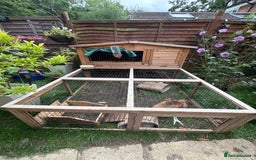 English Lop rabbits for sale: 2 male brothers  - Image 5