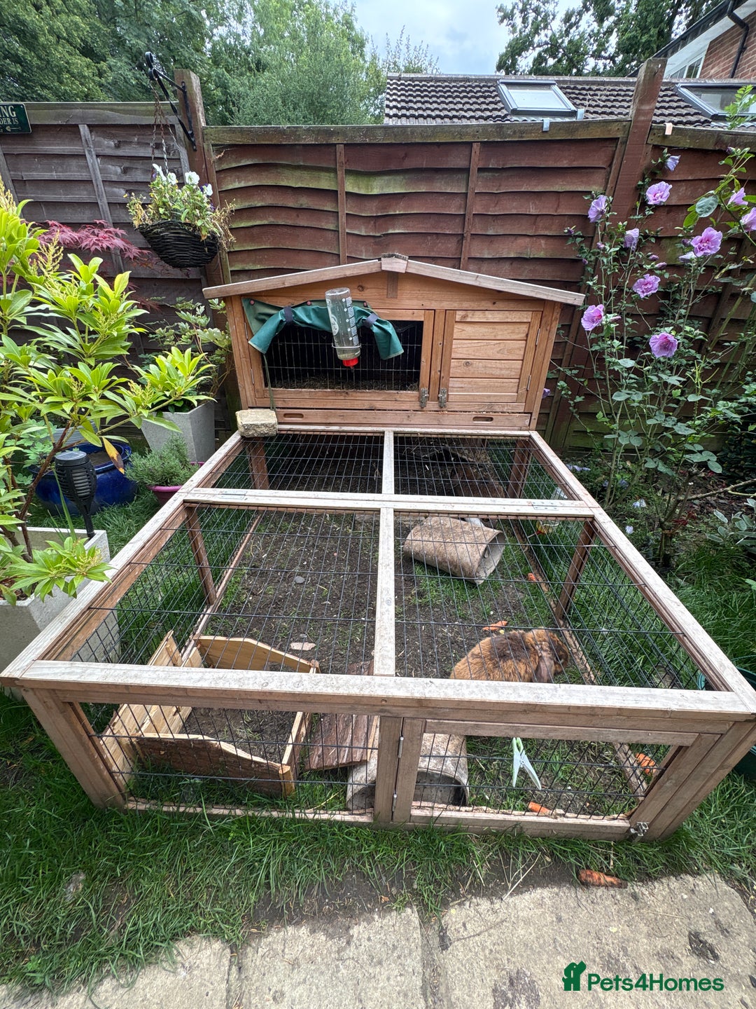 English Lop rabbits for sale: 2 male brothers  - Image 5