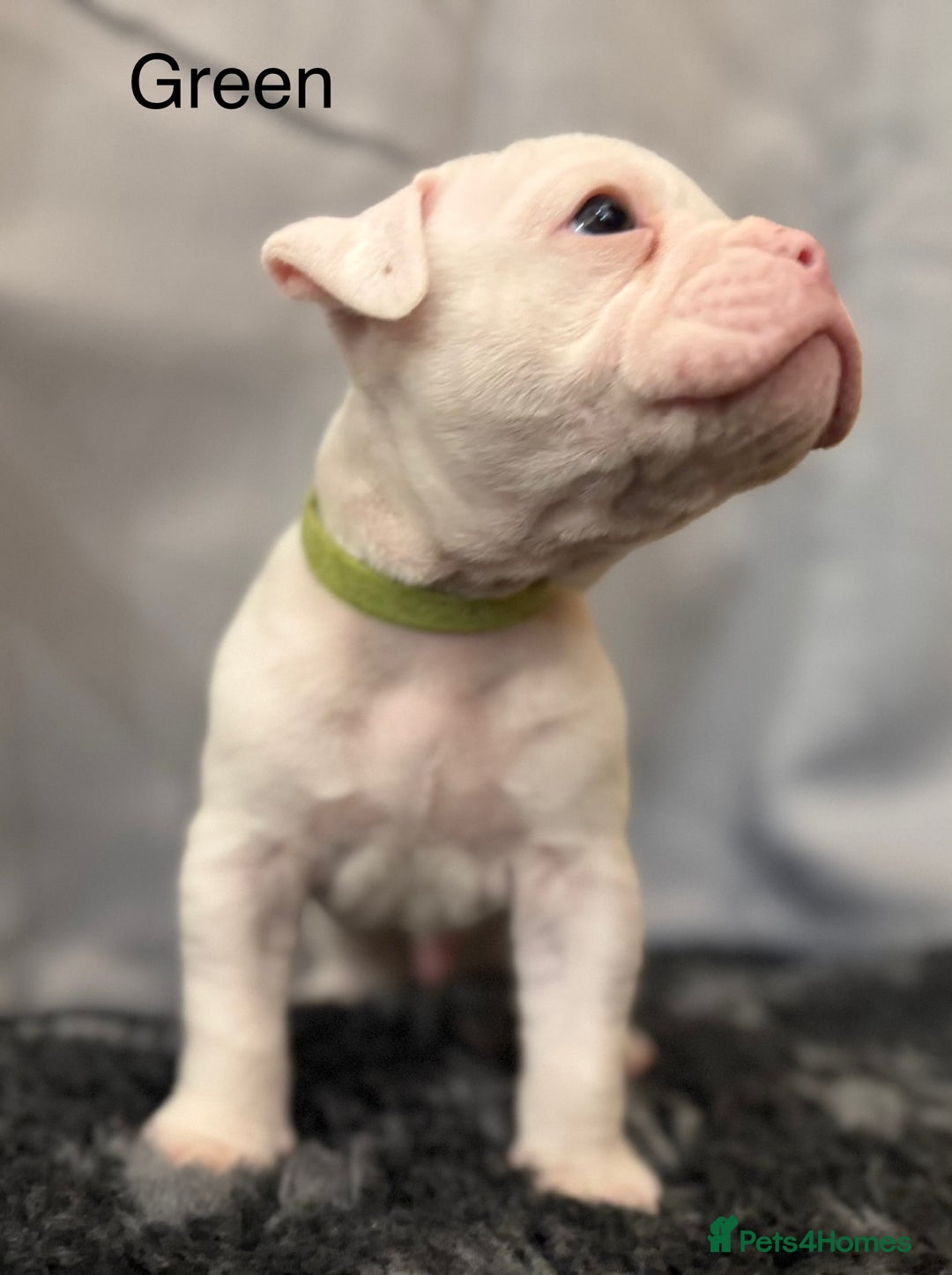 Olde English Bulldogge dogs for sale: 9 Olde English Bulldogge NEBBR registered puppies - Advert 22