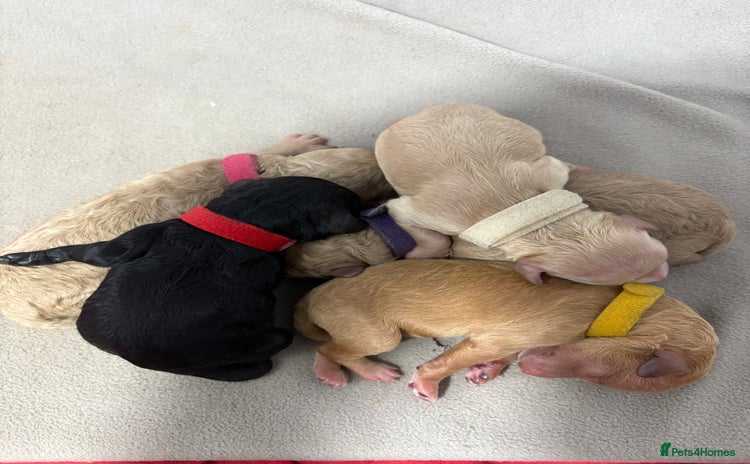 Cavapoochon dogs - Advert 2