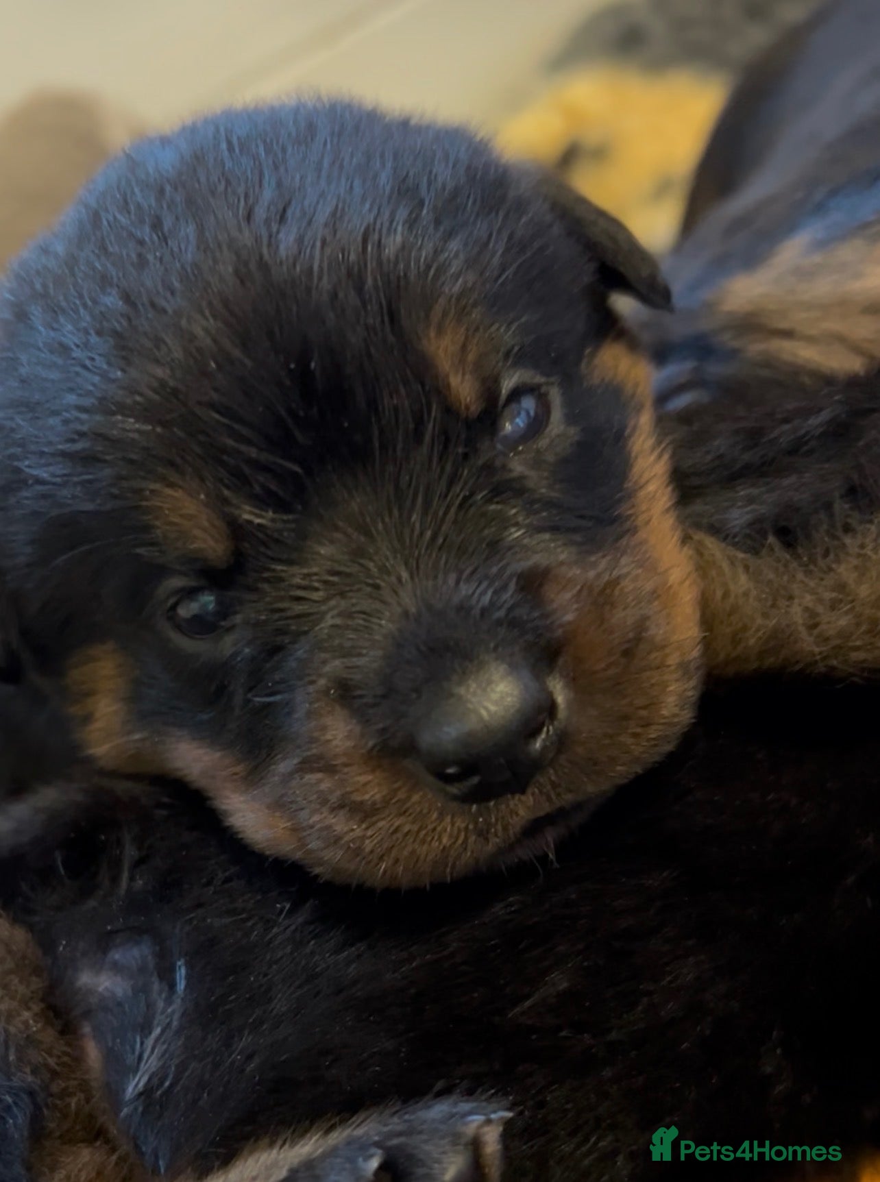 Rottweiler dogs Rottweilers kc reg fully hereditary tested - Advert 4