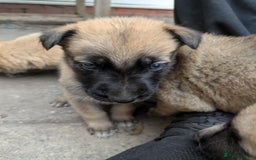 Mixed Breed dogs for sale: Beautiful German shepherd cross mali  - Image 3