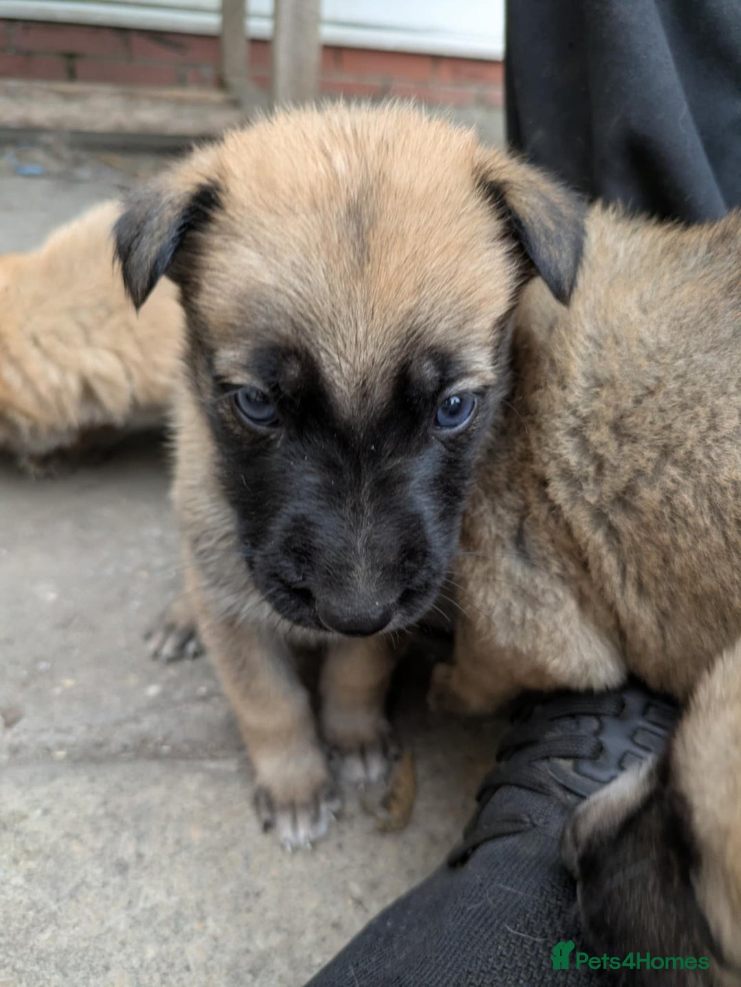 Mixed Breed dogs for sale: Beautiful German shepherd cross mali  - Image 3