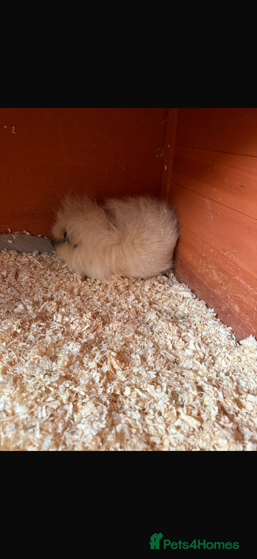 Guinea Pig rodents for sale: Cali Swiss boar  - Advert 3