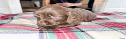 Cocker Spaniel dogs for sale: Kc registered working cocker puppies  - Advert 8
