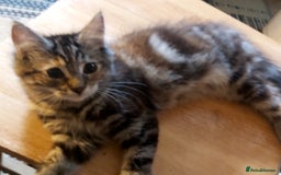 Mixed Breed cats for sale: Kittens - Image 6
