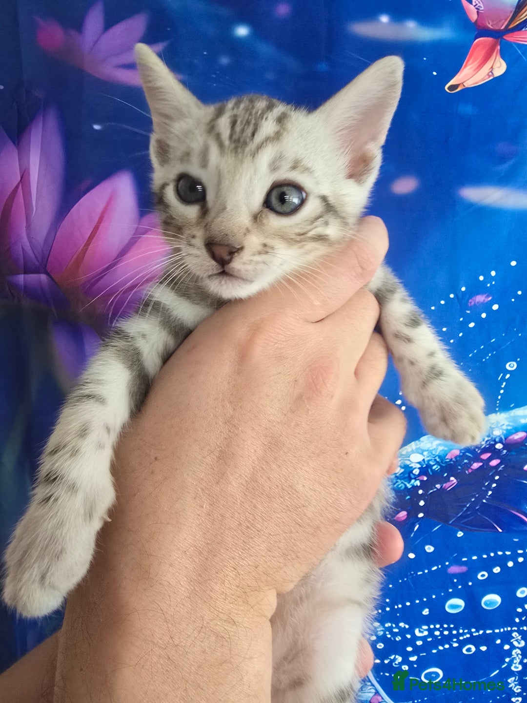 Bengal cats for sale: 3 exquisite Tica registered bengals  - Image 8