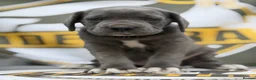 Bandog dogs for sale: Cane Corso Merle Puppies – Loving Gentle Giants - Advert 23