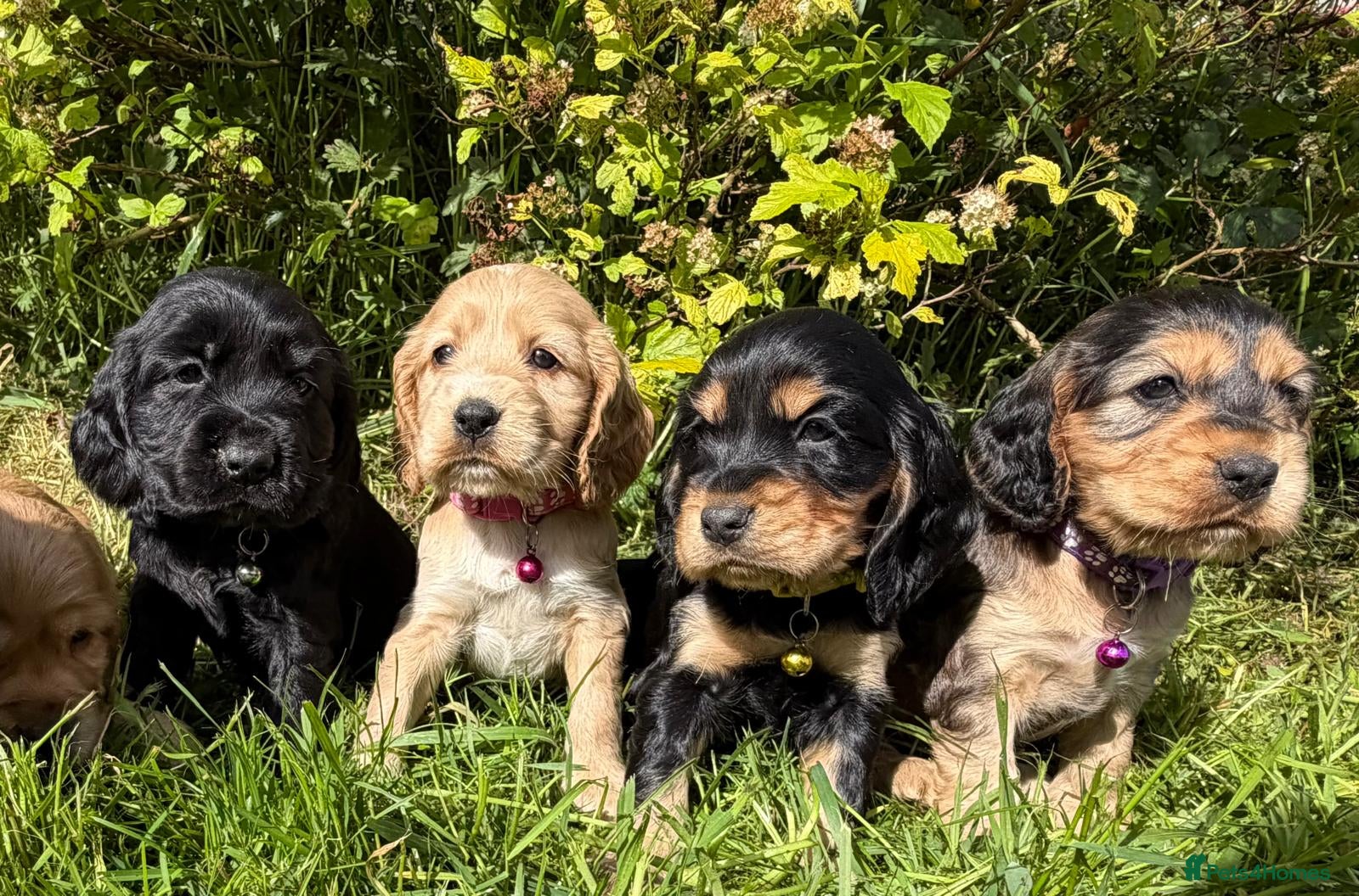 Cocker Spaniel dogs Show Type +DNA tested - Advert 1