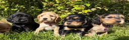 Cocker Spaniel dogs for sale: Show Type +DNA tested - Advert 1