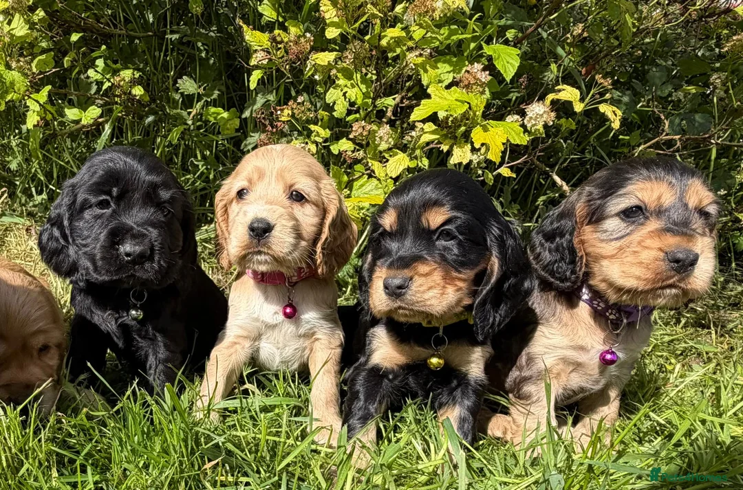 Cocker Spaniel dogs for sale: Show Type +DNA tested - Advert 1