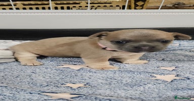 Mixed Breed dogs - Advert 5