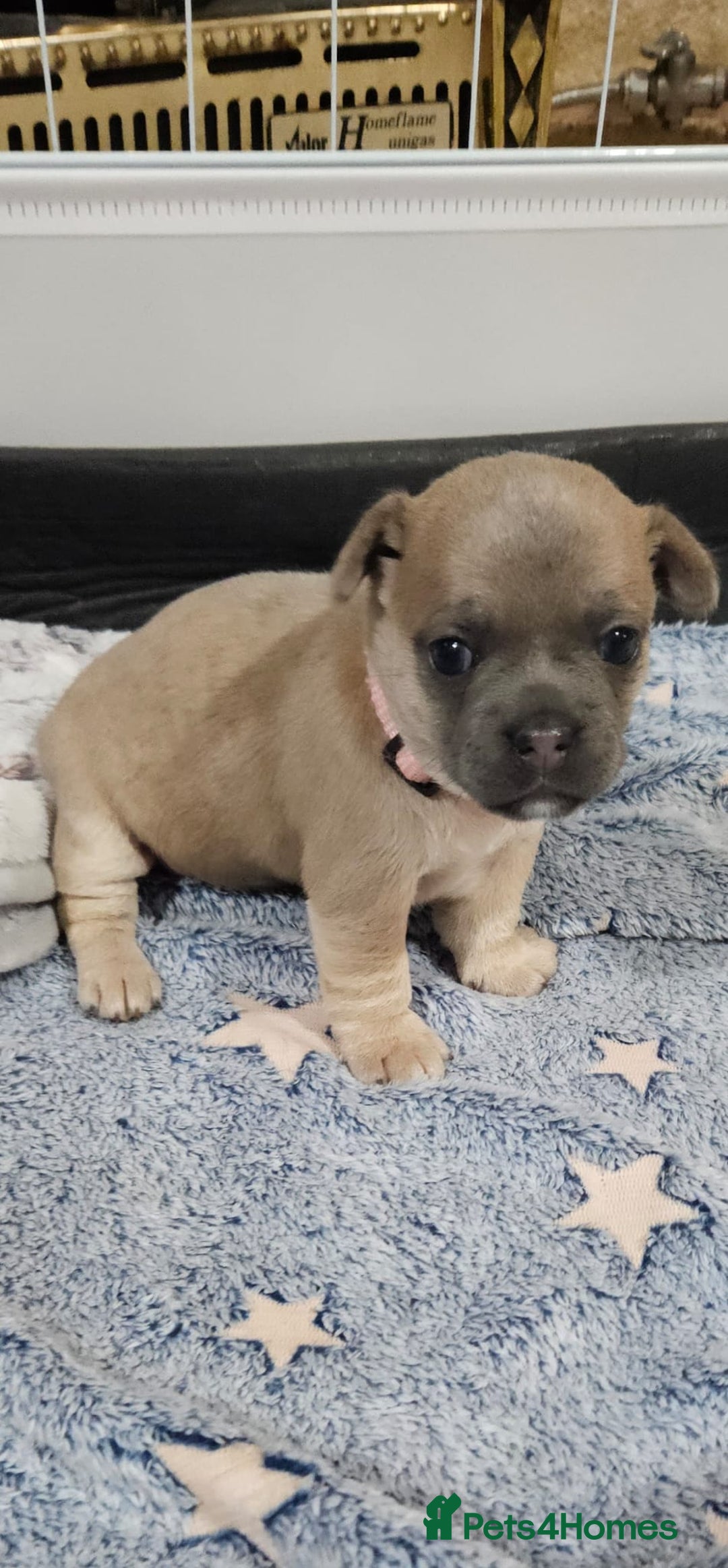 Mixed Breed dogs for sale: French Bulldog x Chichuhua - Image 3