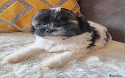 Shihpoo dogs for sale: Adorable little Shihpoo's, sold fully vaccinated - Image 12