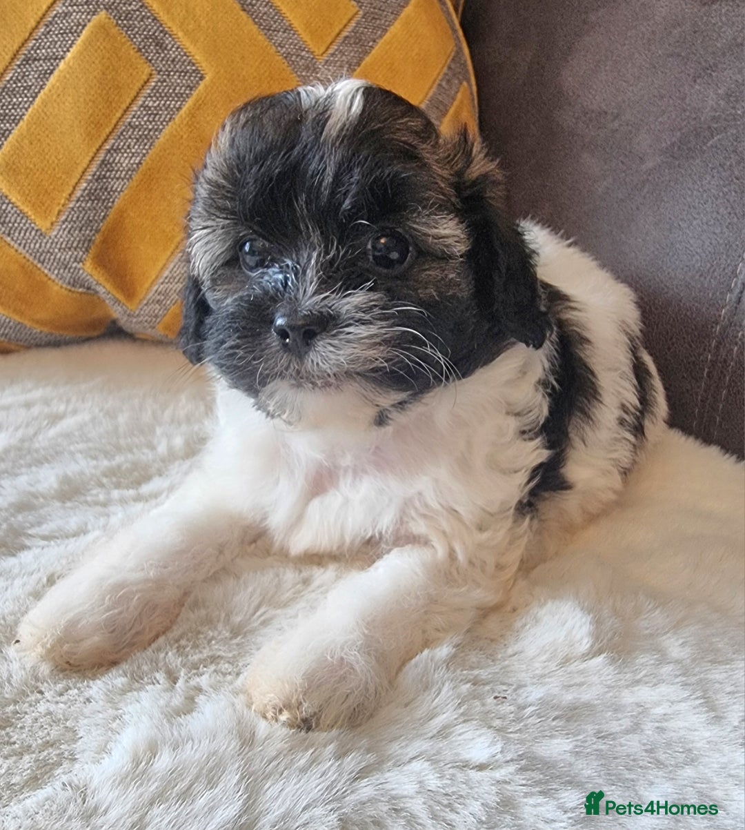 Shihpoo dogs for sale: Adorable little Shihpoo's, sold fully vaccinated - Image 12