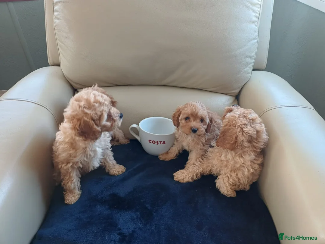 Cavapoo dogs for sale: F1B generation mini cavapoo puppies - Advert 2