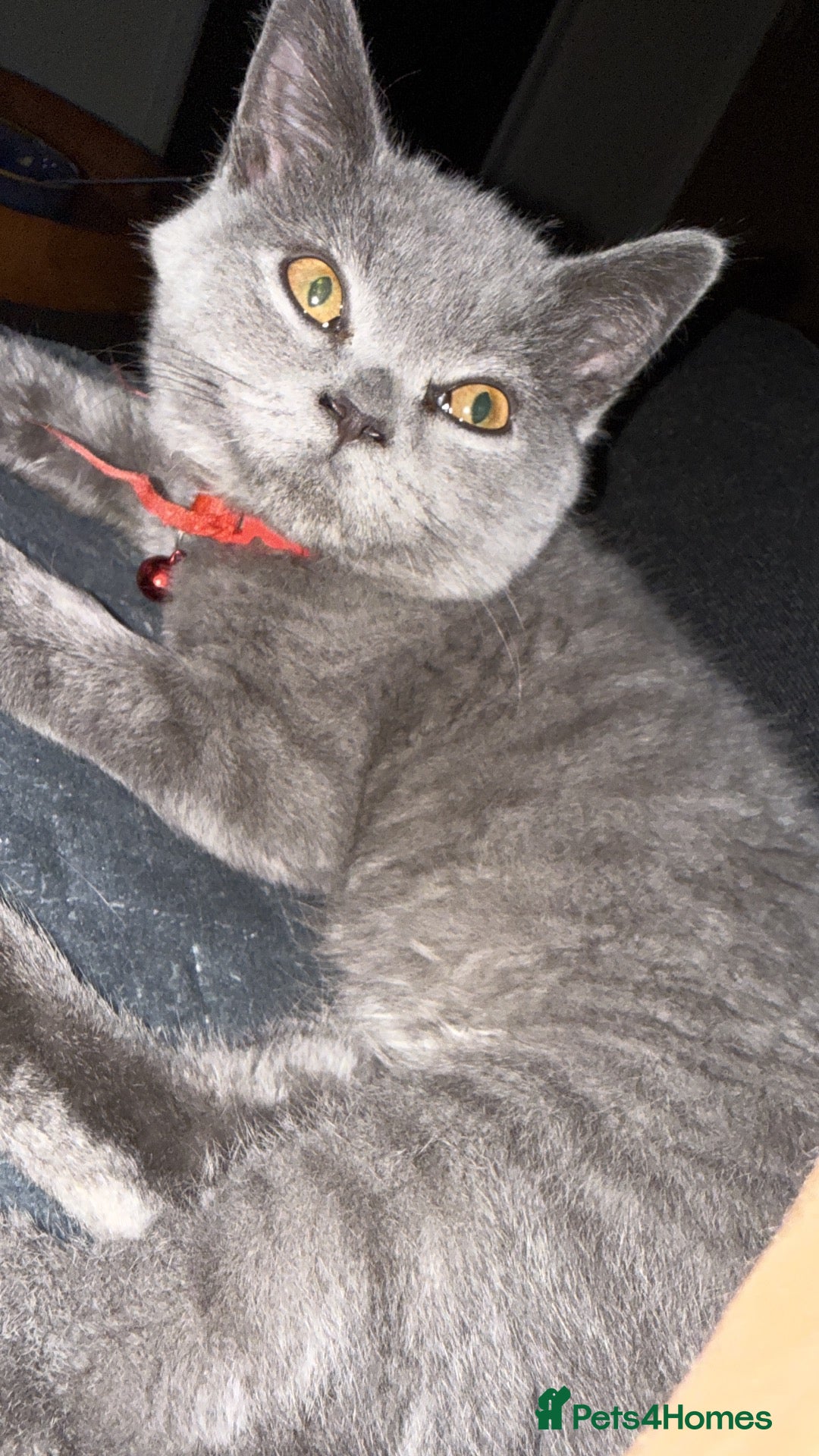 British Shorthair cats Reduced  Pure breed bsh kittens ready - Advert 2